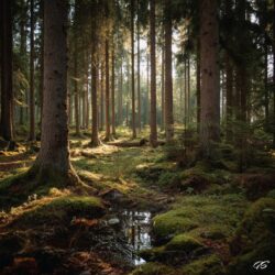 Morgen im Wald